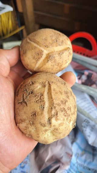 가야산도사님의 농사, 무엇이든 물어보세요! · 참여글 작성글 사진