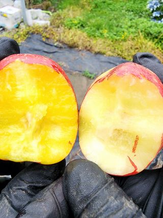 제주부자팜님의 자유주제 · 자유게시판 작성글 사진