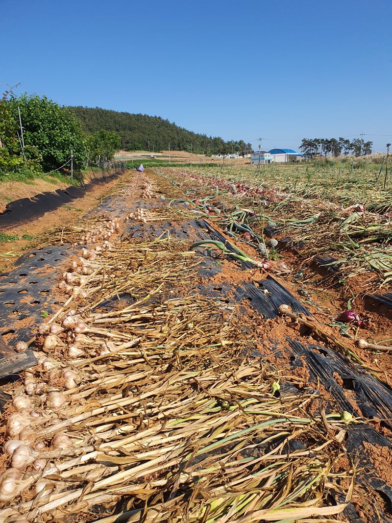 그린팜님의 장터 판매 상품 [햇마늘대자50개] 첨부 사진
