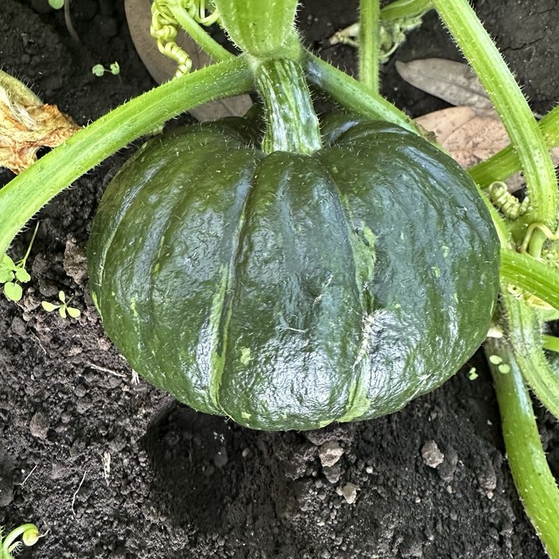 김훈님의 장터 판매 상품 [제주 미니단호박 보우짱] 첨부 사진