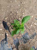 팜모닝 자유주제·사진전 게시글 이미지