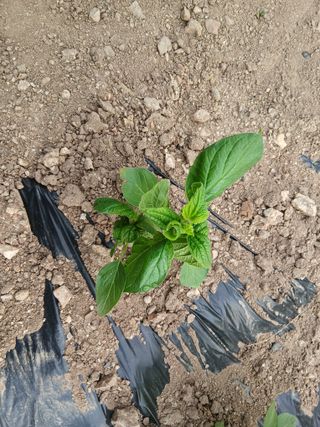 진일환님의 자유주제 · 사진전 작성글 사진