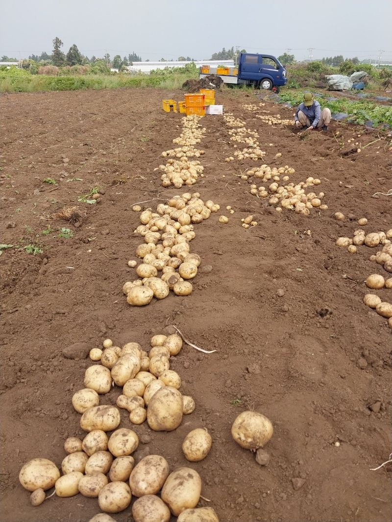 김경철님의 장터 판매 상품 [제주산 대지마감자 5kg 10kg] 첨부 사진