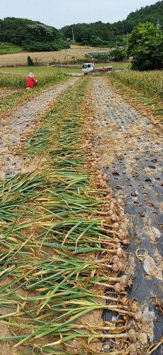김여사시골살이님의 자유주제 · 자유게시판 작성글 사진