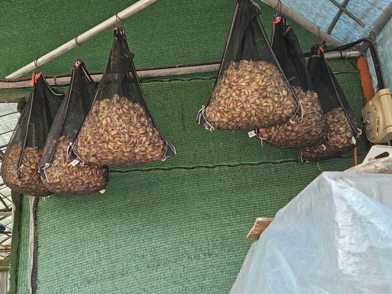 ..님의 장터 판매 상품 [쪽파종구 (씨앗)] 첨부 사진