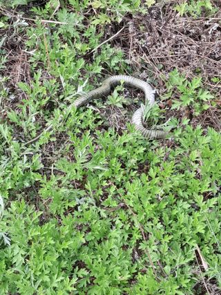 김민수산에서농사중님의 자유주제 · 자유게시판 작성글 사진