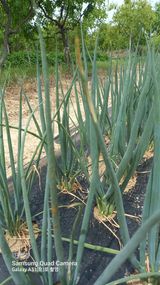 팜모닝 농사, 무엇이든 물어보세요!·참여글 게시글 이미지