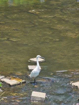 연모 자연의행복님의 자유주제 · 자유게시판 작성글 사진