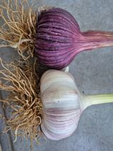 팜모닝 농사, 무엇이든 물어보세요!·참여글 게시글 이미지