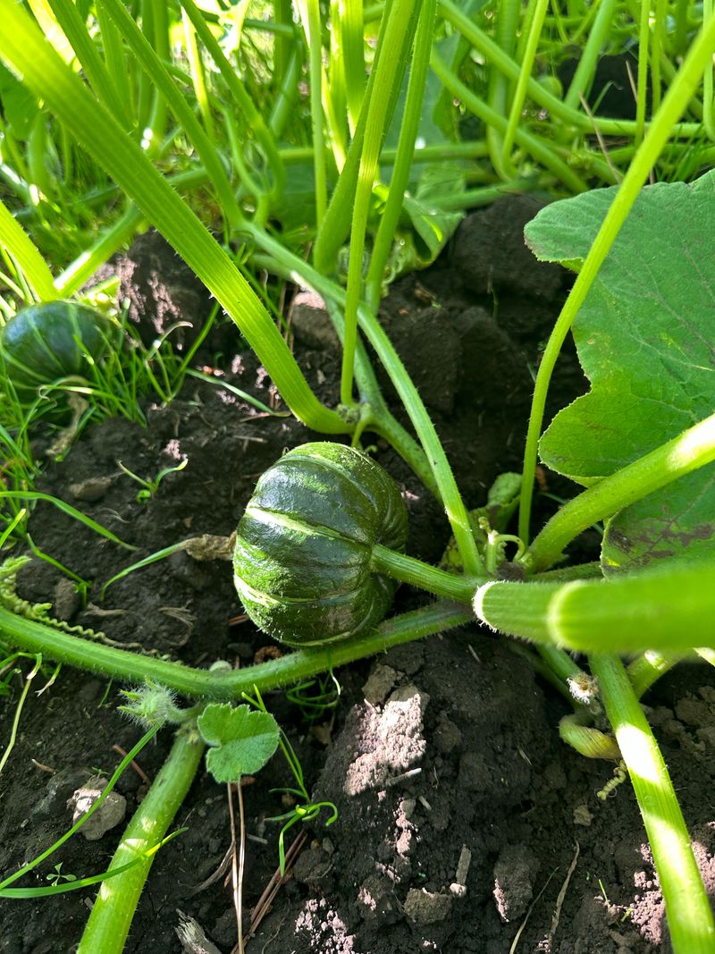 김훈님의 장터 판매 상품 [제주 미니단호박 보우짱] 첨부 사진