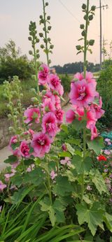 팜모닝 자유주제·자유게시판 게시글 이미지