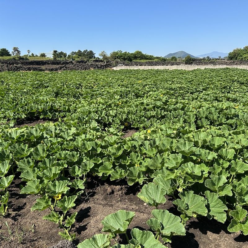 김훈님의 장터 판매 상품 [제주 미니단호박 보우짱] 첨부 사진