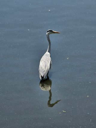 연모 자연의행복님의 자유주제 · 자유게시판 작성글 사진
