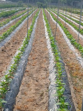 맞춤포도 드론방제님의 자유주제 · 자유게시판 작성글 사진