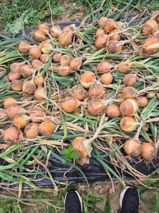 김연숙님의 자유주제 · 자유게시판 작성글 사진