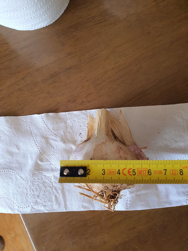 그린팜님의 장터 판매 상품 [햇마늘대자50개] 첨부 사진