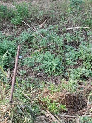 김민수산에서농사중님의 자유주제 · 자유게시판 작성글 사진