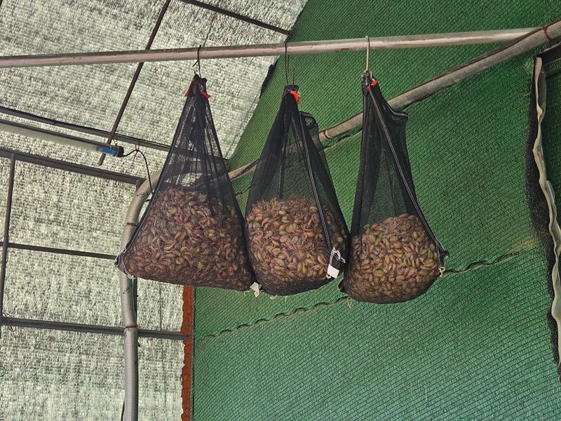 ..님의 장터 판매 상품 [쪽파종구 (씨앗)] 첨부 사진