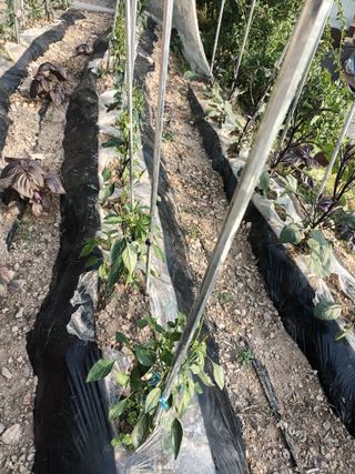 호박24125님의 자유주제 · 자유게시판 작성글 사진