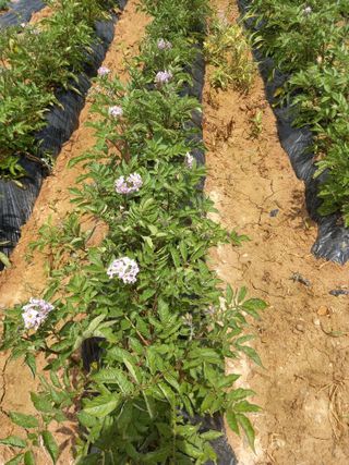 Happy100w님의 농사, 무엇이든 물어보세요! · 참여글 작성글 사진