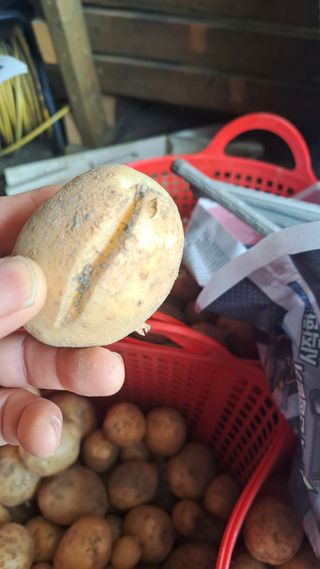 가야산도사님의 농사, 무엇이든 물어보세요! · 참여글 작성글 사진