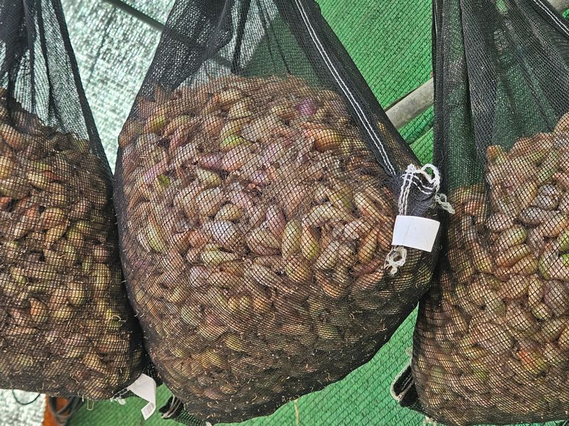 ..님의 장터 판매 상품 [쪽파종구 (씨앗)] 첨부 사진