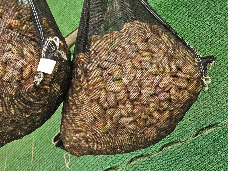 ..님의 장터 판매 상품 [쪽파종구 (씨앗)] 첨부 사진