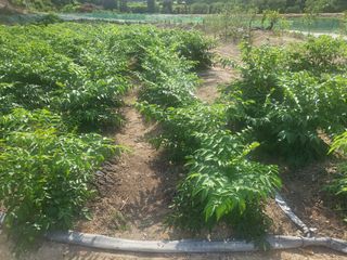 진동희님의 자유주제 · 자유게시판 작성글 사진