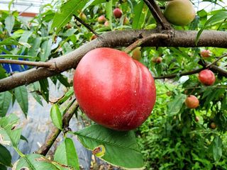 제주부자팜님의 자유주제 · 자유게시판 작성글 사진