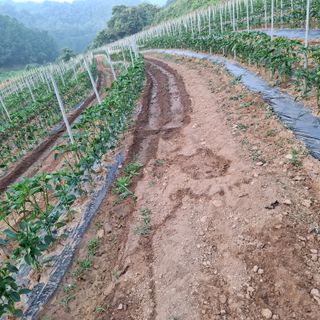 오영도님의 자유주제 · 자유게시판 작성글 사진