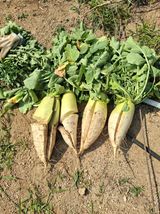 팜모닝 자유주제·자유게시판 게시글 이미지