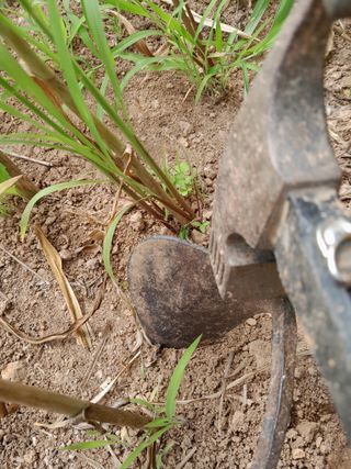 김민수산에서농사중님의 자유주제 · 자유게시판 작성글 사진