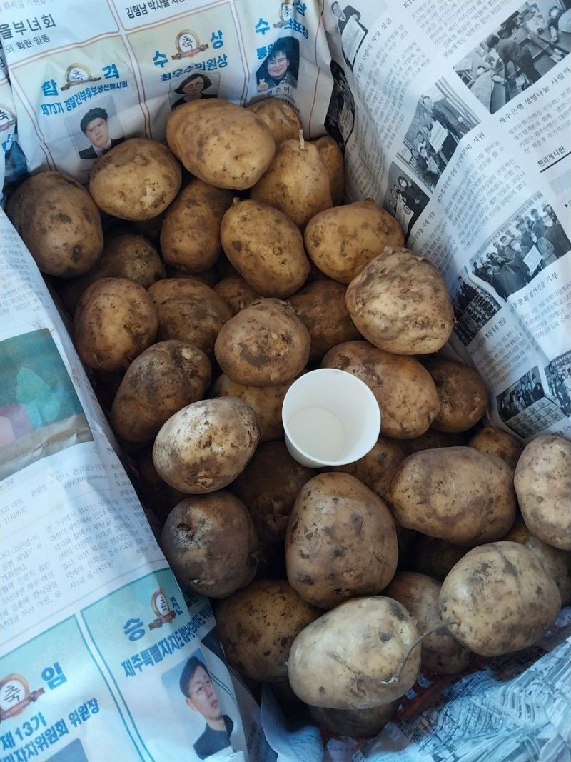 김경철님의 장터 판매 상품 [제주 대지마감자] 첨부 사진