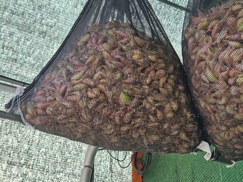 ..님의 장터 판매 상품 [쪽파종구 (씨앗)] 첨부 사진