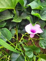 팜모닝 자유주제·자유게시판 게시글 이미지