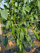 팜모닝 자유주제·자유게시판 게시글 이미지