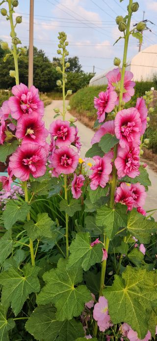 하은와송~♡♡♡~님의 자유주제 · 자유게시판 작성글 사진