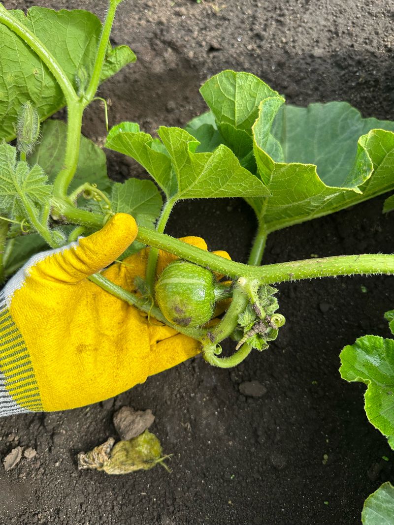 김훈님의 장터 판매 상품 [제주 미니단호박 보우짱] 첨부 사진