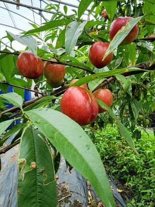 제주부자팜님의 자유주제 · 자유게시판 작성글 사진