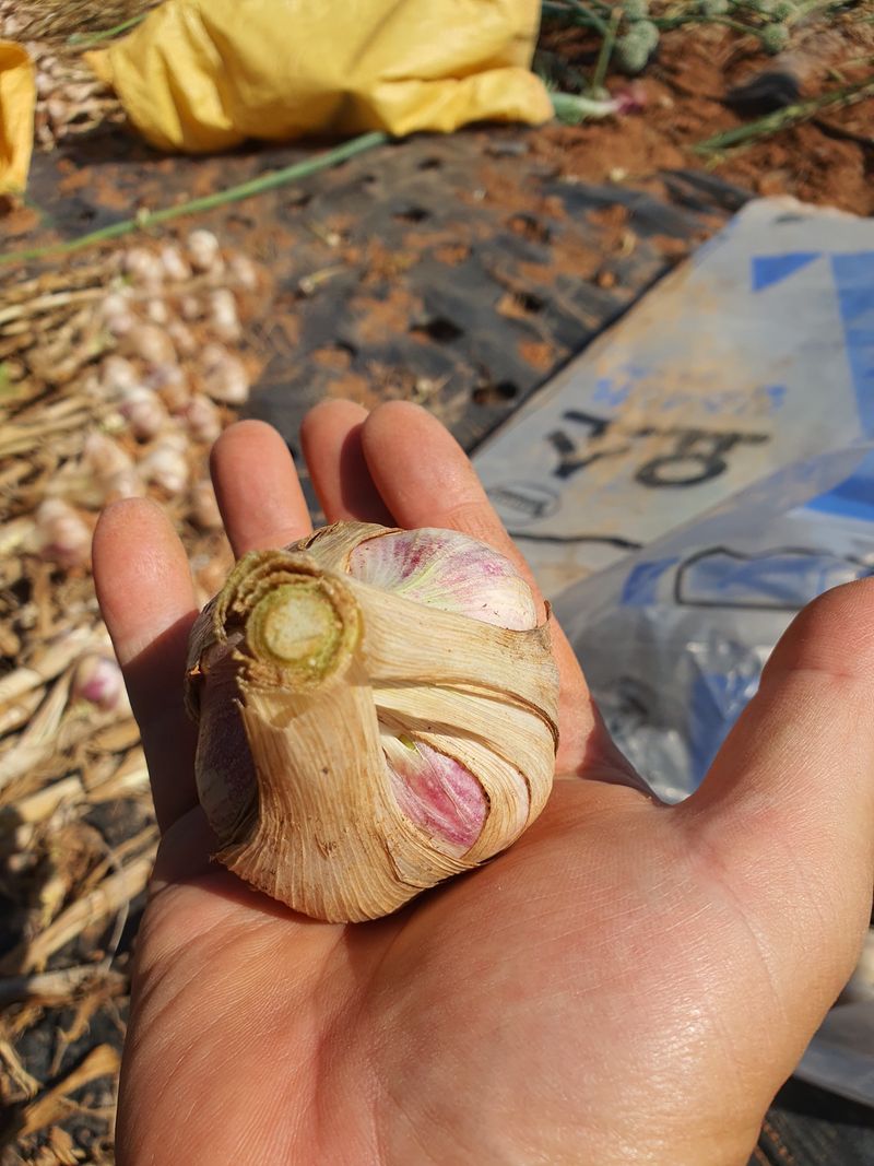 그린팜님의 장터 판매 상품 [햇마늘대자50개] 첨부 사진