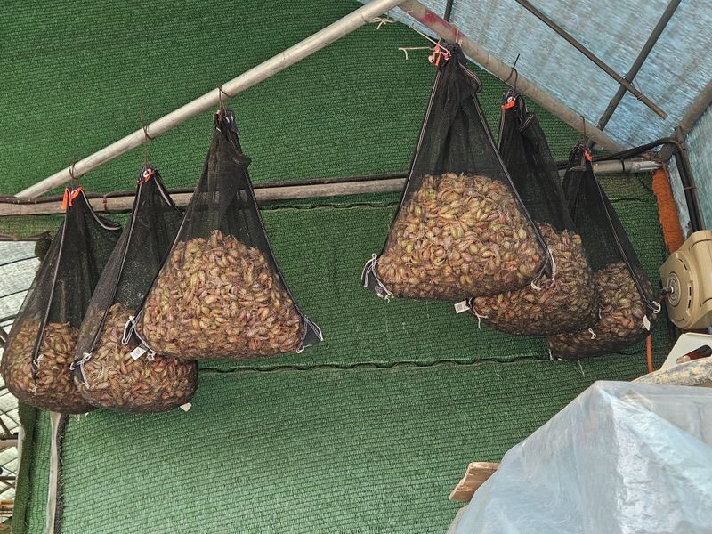 ..님의 장터 판매 상품 [쪽파종구 (씨앗)] 첨부 사진