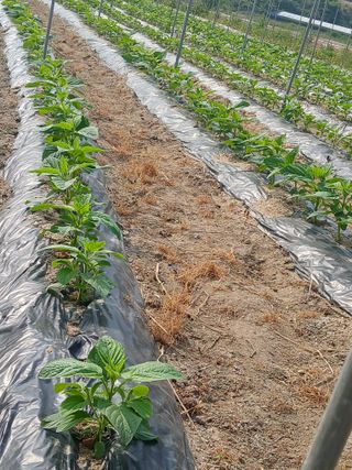 맞춤포도 드론방제님의 자유주제 · 자유게시판 작성글 사진