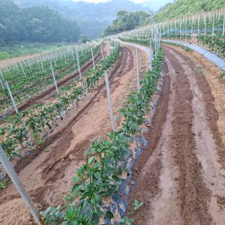 오영도님의 자유주제 · 자유게시판 작성글 사진