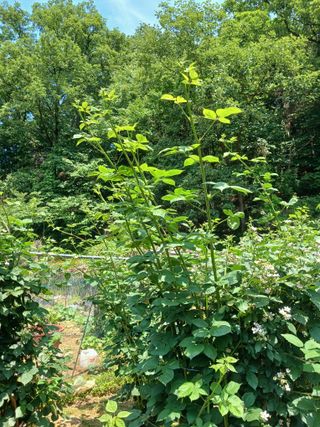 행복한일상님의 농사, 무엇이든 물어보세요! · 참여글 작성글 사진