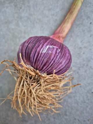 윤서할배님의 농사, 무엇이든 물어보세요! · 참여글 작성글 사진