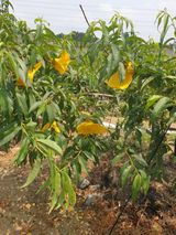 팜모닝 농사, 무엇이든 물어보세요!·참여글 게시글 이미지