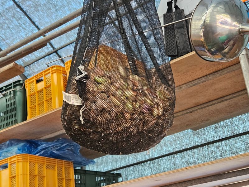 ..님의 장터 판매 상품 [쪽파종구 (씨앗)] 첨부 사진