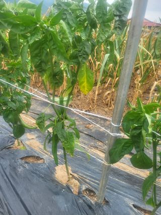 논산상월안정환님의 자유주제 · 자유게시판 작성글 사진