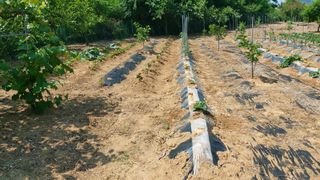 초보농부님의 자유주제 · 자유게시판 작성글 사진