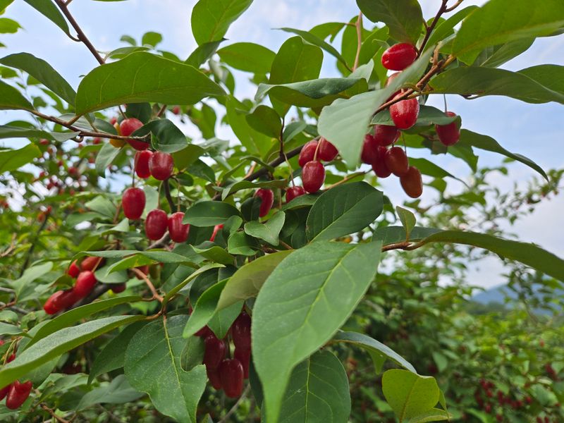시골농부님의 장터 판매 상품 [왕 보리수] 첨부 사진